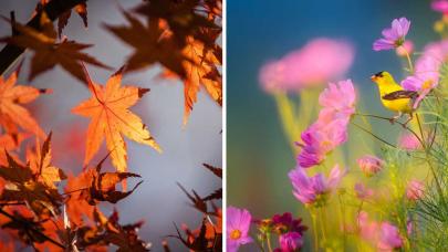 Imágenes que evocan el otoño con hojas secas y la primavera con flores y un pájaro